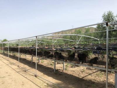 家禽初加工產(chǎn)業(yè)發(fā)展新機(jī)遇 招商動態(tài)與前景展望